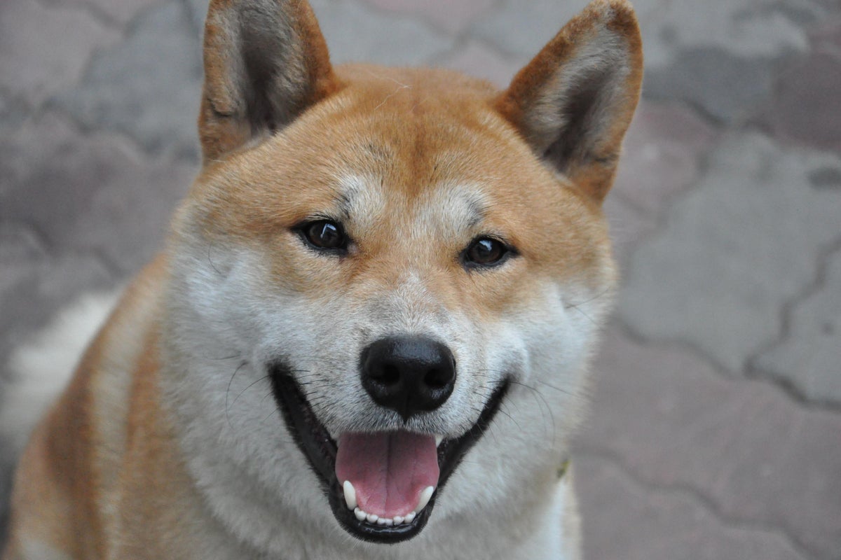 Why Dogecoin Rival Floki Is Higher Today