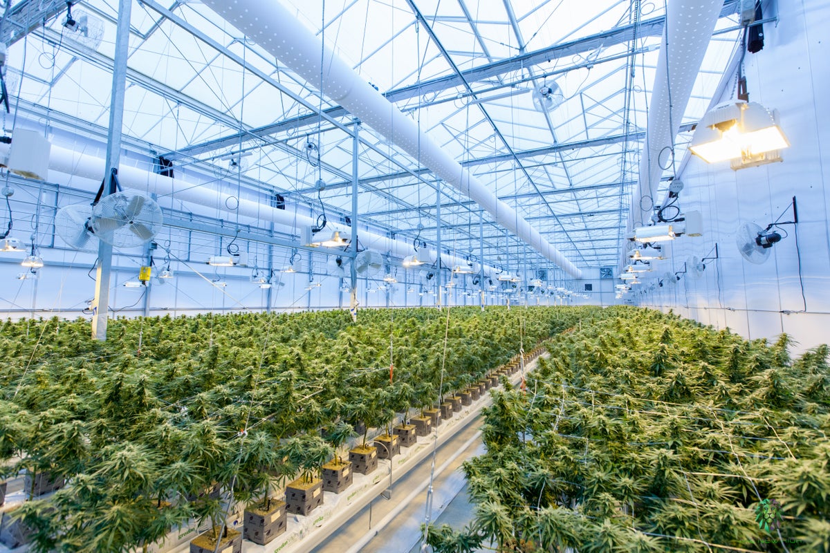 Maryland Cannabis Producer Teams Up With Fluence To Develop New Medical Strains & Pursue Sustainability Goals