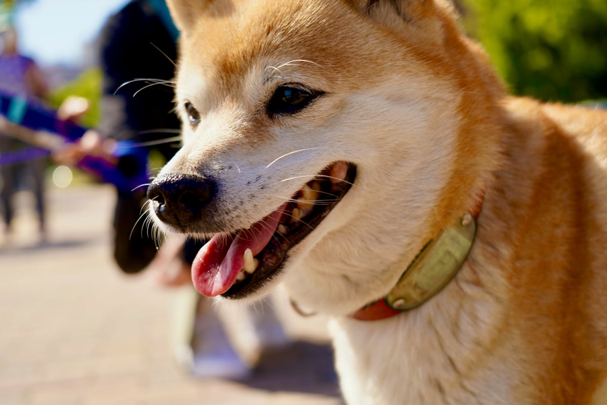 Why Dogecoin Spin-Off Floki Inu Is Up 50% Today, Leaving Bitcoin And Ethereum In The Dust - Dogecoin (DOGE/USD)