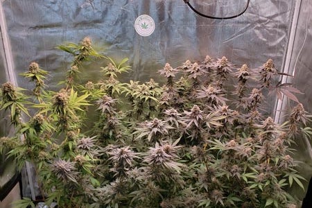 Growing Cannabis: What Are The Most Essential Tools For Home Growers?