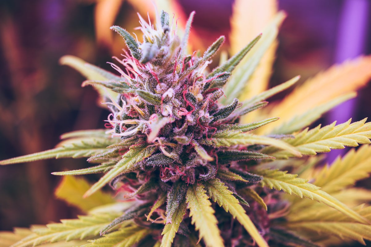 Exclusive: BioHarvest Partners With DEA-Licensed Cannabis Grower To Supply Marijuana Products To Research Institutions - BioHarvest Sciences (OTC:CNVCF)