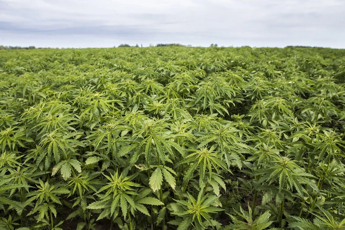 Hemp Can Be Crucial To Control Climate Change And It's Destined To Be Wildly Profitable, Win-Win?