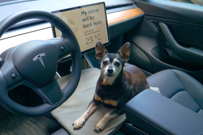 Tesla Vehicles Keeping Pets Top-Of-Mind With Dog Mode: Inside The Latest Update And How It Works - Tesla (NASDAQ:TSLA)