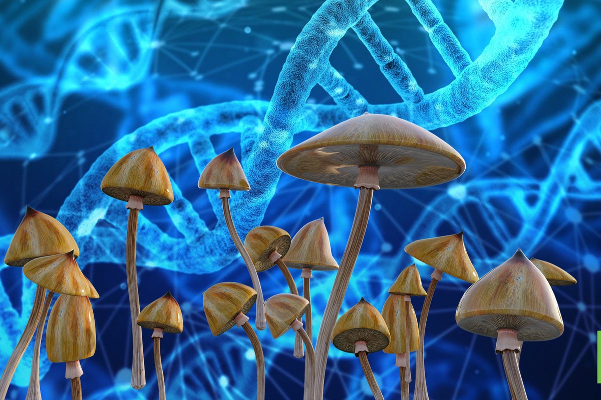 Utah Group Launches Campaign To Legalize Magic Mushrooms For Therapeutic & Academic Purposes